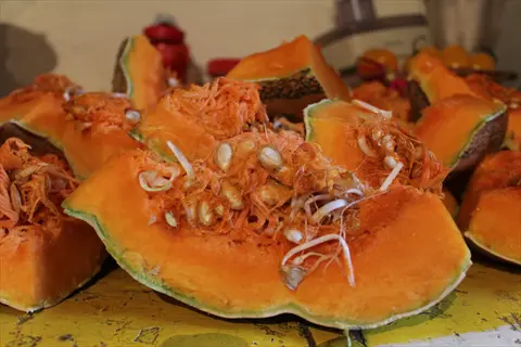 multiple halved orange pumpkins with visible sprouted pumpkin seeds (white roots) and fibrous pulp, arranged on a yellow surface