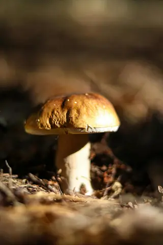 mushrooms in sunlight - vitamin d rich forest scene with single mushroom spotlighted by sun