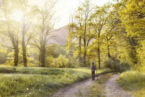 nature walk forest: person walking on a sunlit dirt path through autumn trees in a serene natural setting