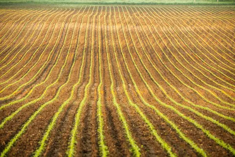 neat farm field rows of young green crops in parallel lines across fertile dark soil