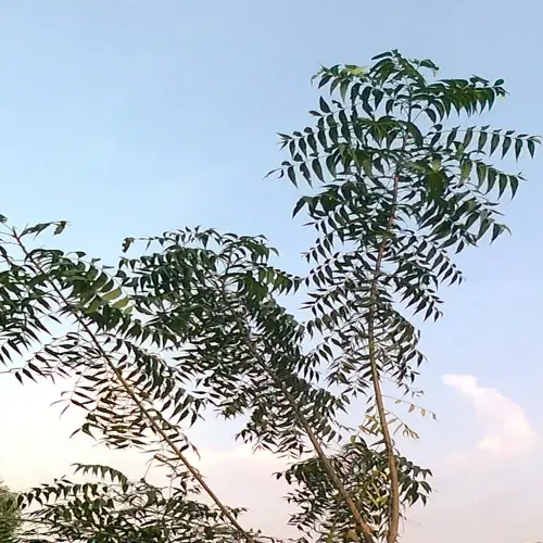 neem tree branch with green leaves against a clear blue sky