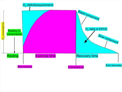 oxygen use exercise graph: illustrates o2 consumption during rest, exercise (with o2 deficit), and recovery (o2 debt/epoc with rapid/slow components) - shows aerobic energy demands and post-activity metabolic recovery