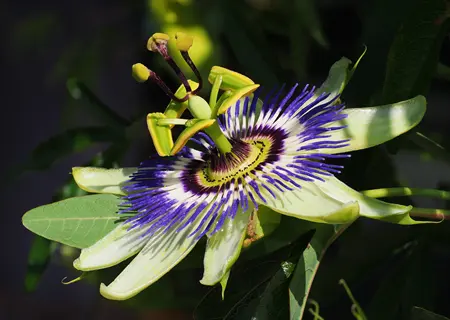 passionflower plant close: vibrant purple-and-white radial flower with intricate filaments, green leaves, and tendrils in bright natural light
