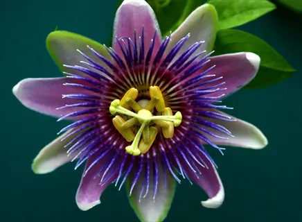 passionflower tea source: vibrant passiflora flower with purple-white petals, blue filaments, and green base against teal background