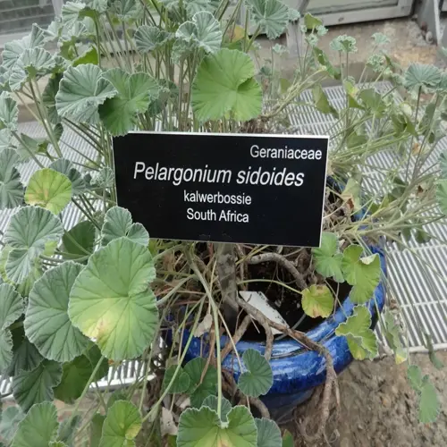 pelargonium sidoides (kalwerbossie) medicinal plant from south africa in a blue pot at a medicinal plants garden exhibit