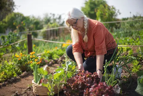 person gardening vegetables: woman in orange lace-top tending leafy plants in sunny garden with wicker basket of produce