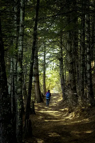 person walking forest path through dense trees with dappled sunlight