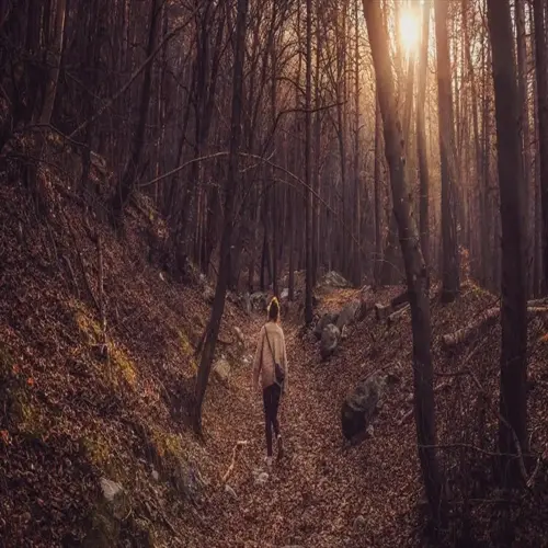 person walking through autumn forest trail with sunlight filtering through trees