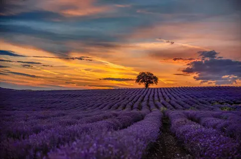 purple lavender field at sunset: vast rows of blooming lavender under vibrant orange and blue sky, lone tree silhouetted on horizon