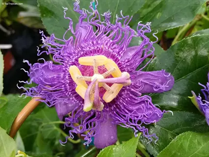 purple passion flower: exotic bloom with intricate purple filaments, yellow reproductive structures, and green foliage background