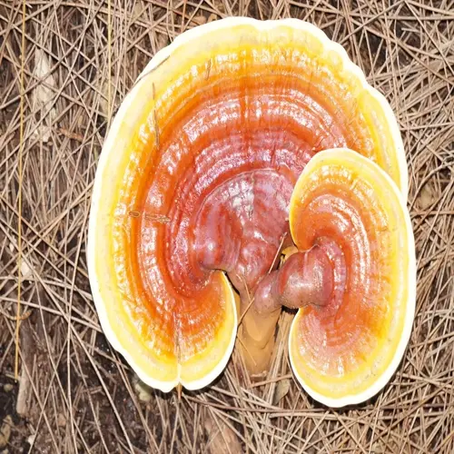 reishi mushroom closeup: glossy reddish-brown cap with yellow edges and concentric rings growing on forest floor
