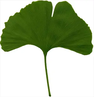 single green ginkgo biloba leaf isolated on white background