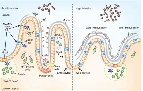 small vs large intestine: gut immune cells (dendritic cells, ilcs, plasma cells) in villi/mucus layers with m cell antigen sampling and iga transport