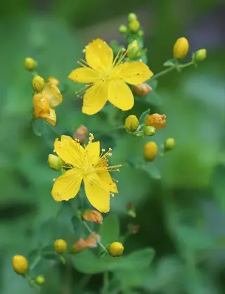 st. john's wort flowers with bright yellow blooms and buds growing on green foliage in natural setting