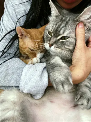 therapy cat purring: person cradling two relaxed domestic cats (orange and gray tabby) in cozy indoor setting
