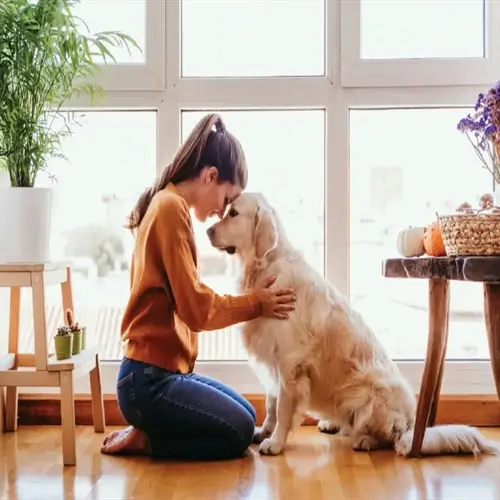 therapy dog patient interaction: woman embracing golden retriever in sunlit indoor setting
