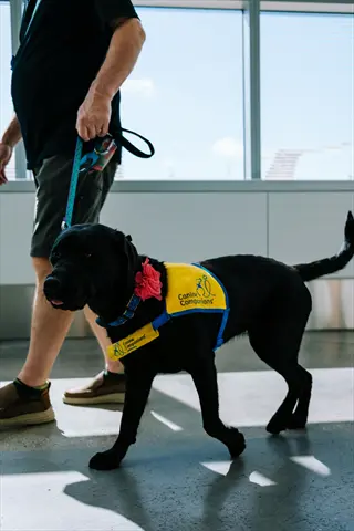 therapy dog working: black labrador in 'canine companions' service vest with handler in bright indoor terminal setting