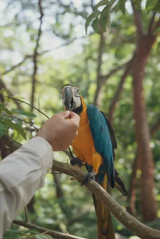 therapy parrot interaction: human hand interacting with a blue-and-yellow macaw perched on a tree branch in a lush green outdoor environment