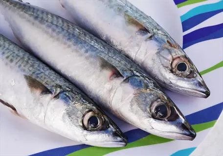 three fresh mackerel fish with silver scales and blue-green patterns on a decorative plate