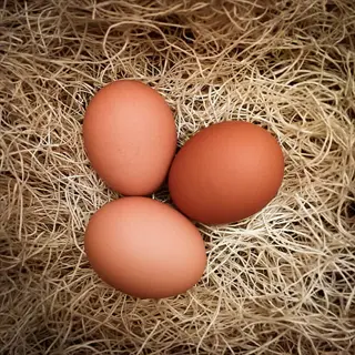 three organic brown eggs resting on a bed of straw
