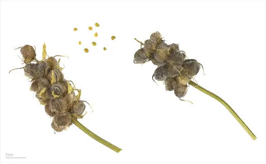 two dried astragalus root stalks with seed pods, loose seeds, and 1cm scale bar on white background