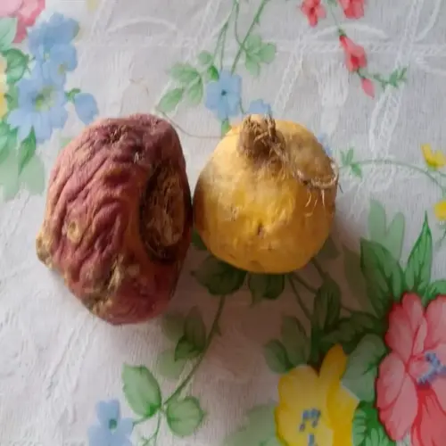 two fresh maca roots (one purple and one yellow) on a floral-patterned tablecloth