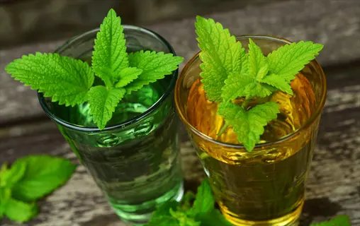 two lemon balm cocktails in glasses - green and yellow drinks with fresh lemon balm garnish on rustic wood