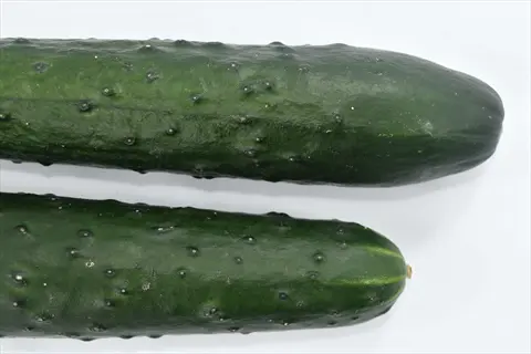 two whole fresh cucumbers with green skin and surface bumps on white background
