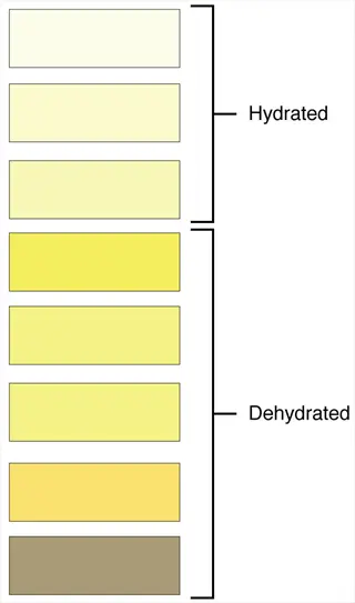urine color chart showing hydration levels, with color gradient from light (hydrated) to dark (dehydrated), for hydration monitoring