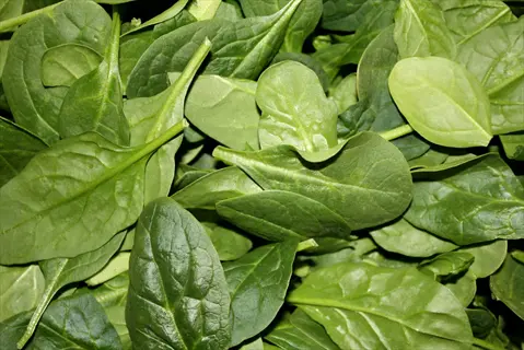 vibrant fresh spinach leaves: crisp green baby spinach with visible stems and veins, close-up arrangement