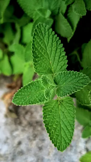 vibrant green peppermint leaves with serrated edges growing in a natural setting