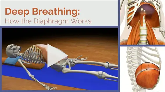 video thumbnail: 'deep breathing: how the diaphragm works' featuring 3d skeleton on yoga mat with anatomical insets showing diaphragm muscles during breathing demonstration