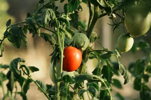 vine ripe tomatoes growing on a lush green plant in a sunlit garden, featuring red and unripe green fruits