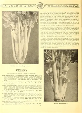 vintage a. currie & co. advertisement featuring illustrations of crisp celery stalks with detailed text descriptions