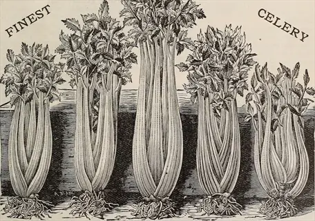 vintage illustration of hydration-rich crisp celery stalks with text 'finest celery' by a. blanc, showing multiple leafy stalks