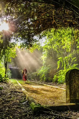 walking meditation path: sunlit forest trail with figure in robes walking mindfully through lush greenery and ancient trees