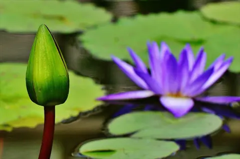 water lily bud emerging beside blooming purple lotus in tranquil pond - symbolizing aquatic meditation nature