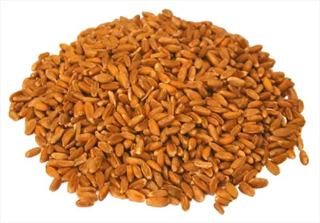 whole barley grains pile: numerous light brown, oval-shaped cereal grains heaped on a clean white background