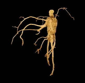 whole ginseng root with intricate branches and root hairs, isolated on black background - primary ingredient for ginseng root tea