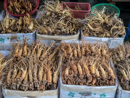 whole ginseng roots with light brown skin and slender branches piled in boxes and baskets at a market