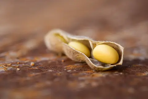 whole soybeans pod open to reveal beans on a rustic textured surface
