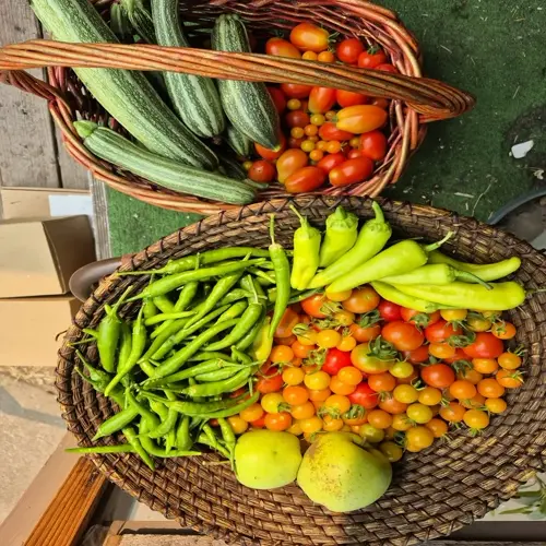 wicker baskets filled with organic vegetables including zucchini, cherry tomatoes, chili peppers and green apples