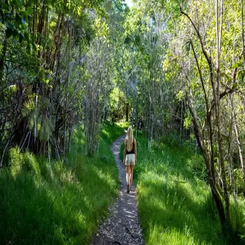 woman taking a peaceful nature walk on a sunlit forest trail through lush greenery