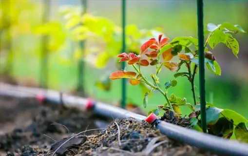 young rose plant with red-tipped leaves growing near drip irrigation tubing and emitters in a garden bed